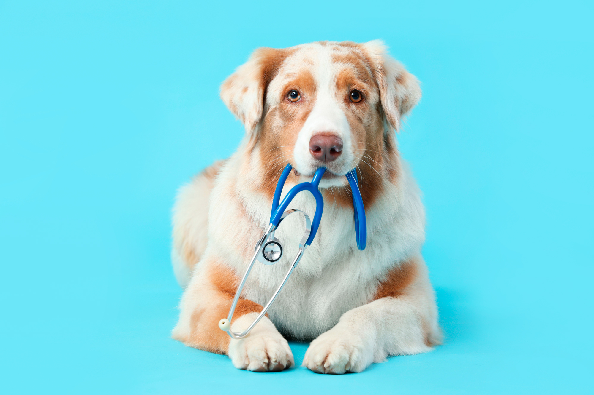 Farmacia veterinaria Fielo